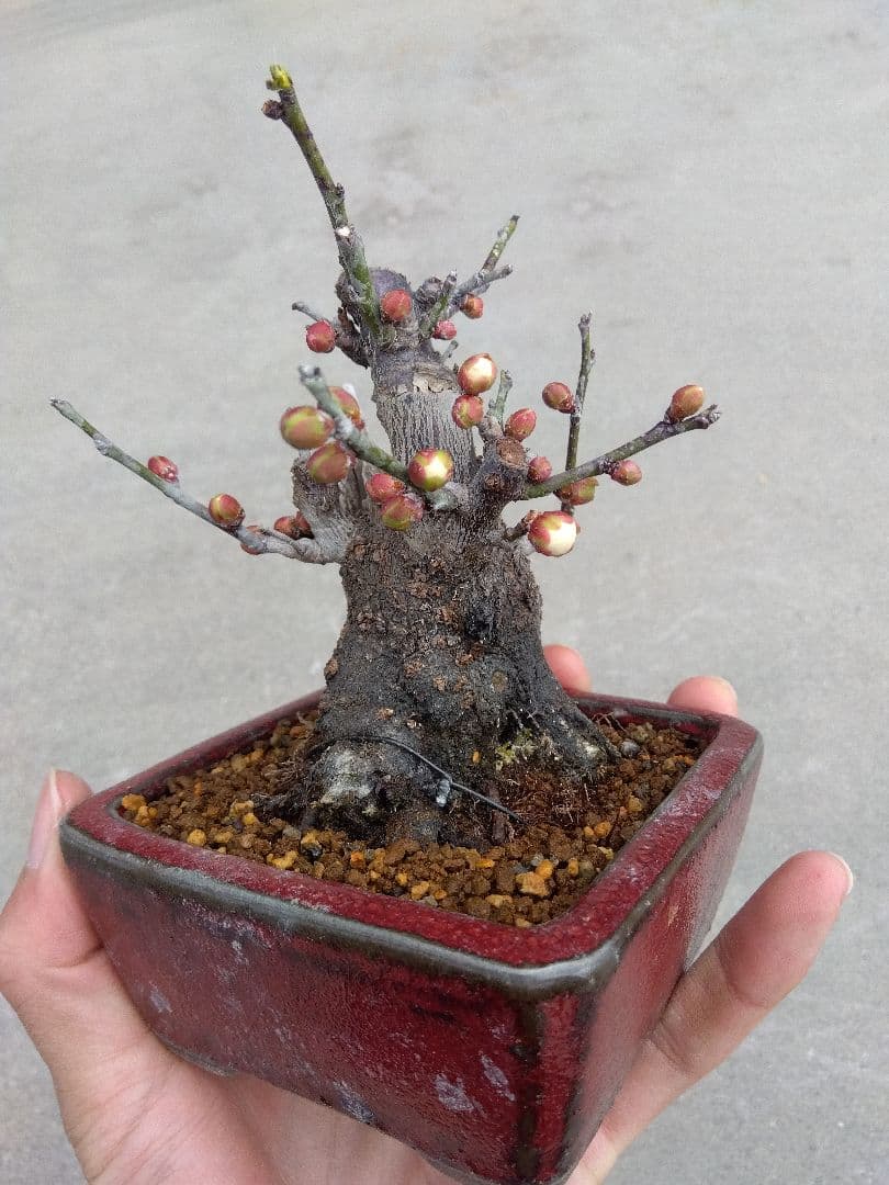 野梅　盆栽　3号陶器鉢つき　コンパクト造り込み個体❗　あ