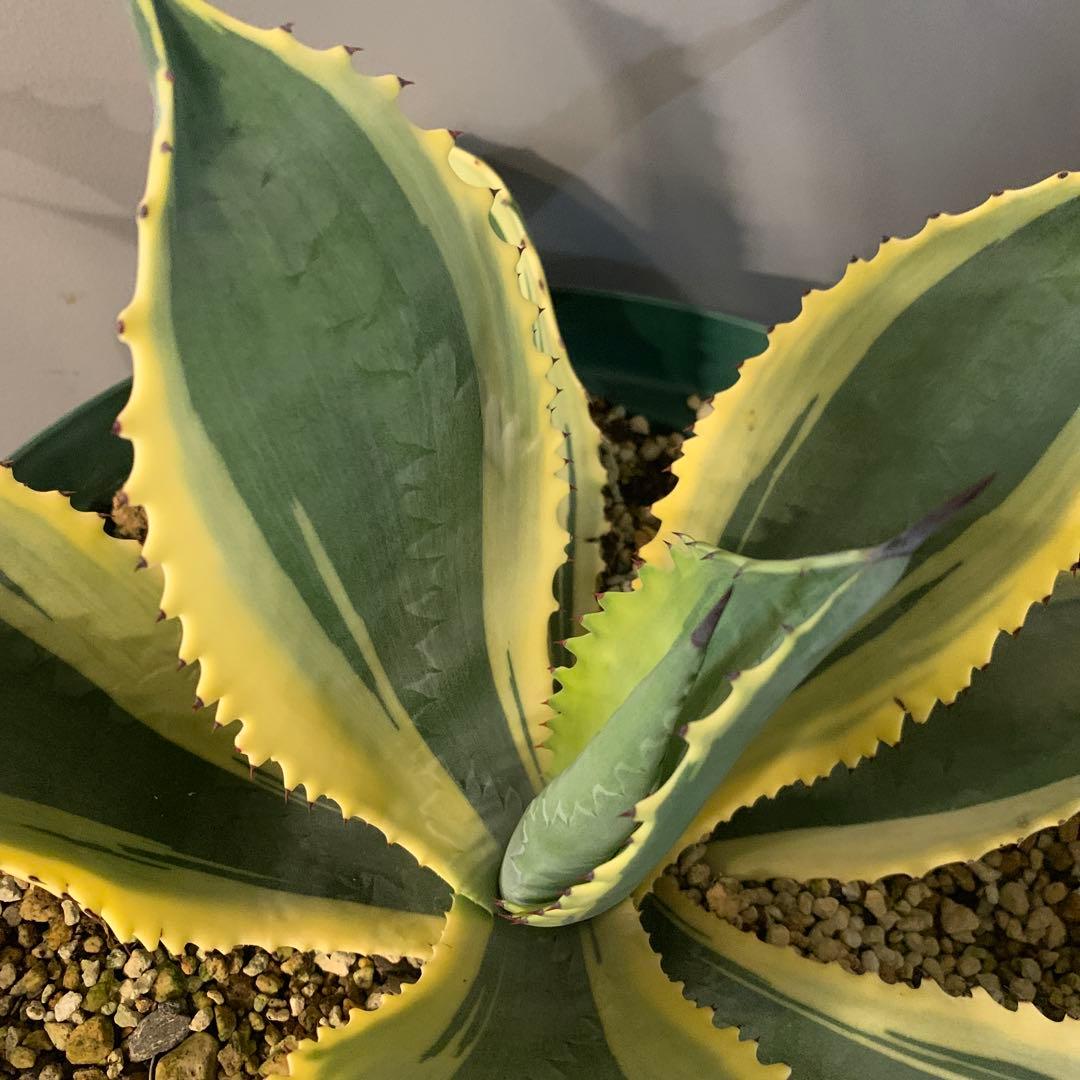 アガベ リップルエフェクト