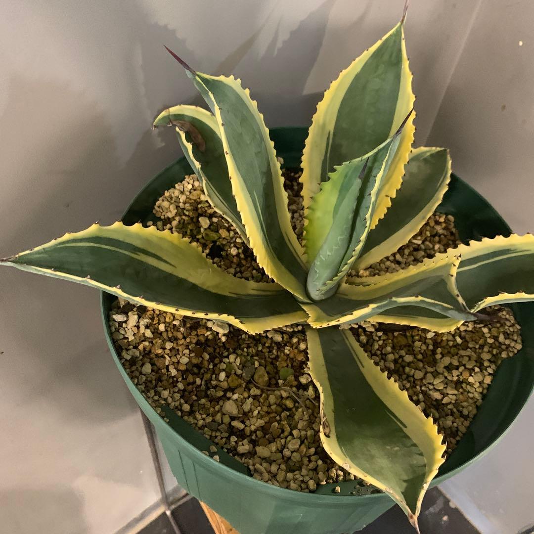 アガベ リップルエフェクト