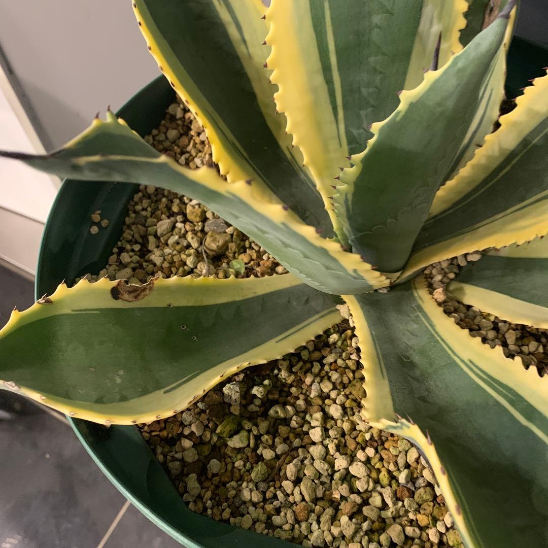 アガベ リップルエフェクト