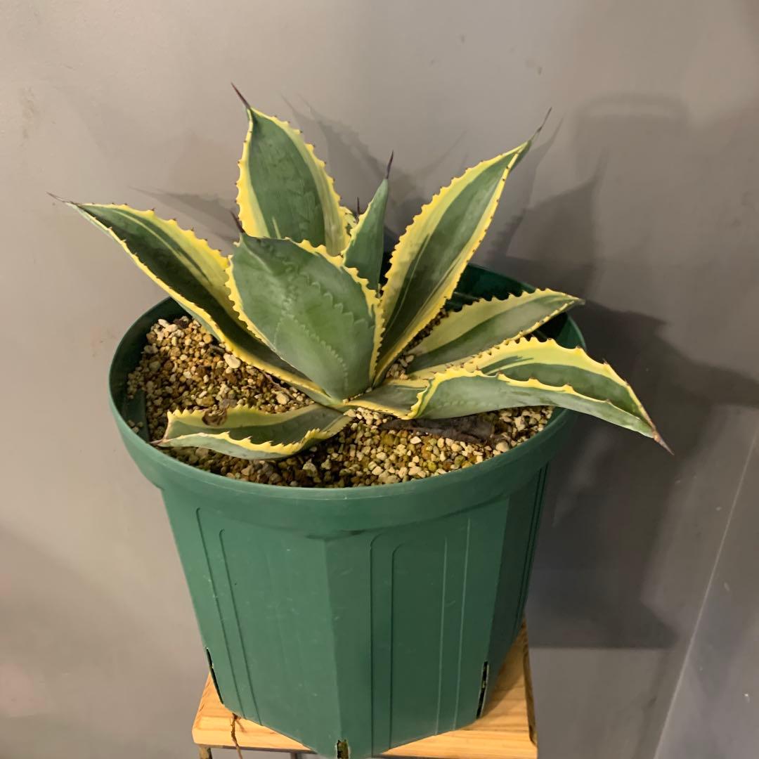 アガベ リップルエフェクト