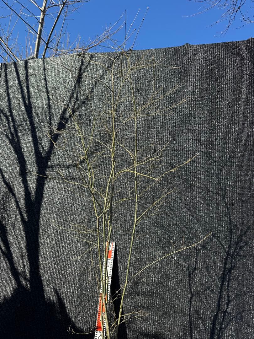 山採り　ヤマモミジ　株立ち　美幹　自然樹形　【品番3531】