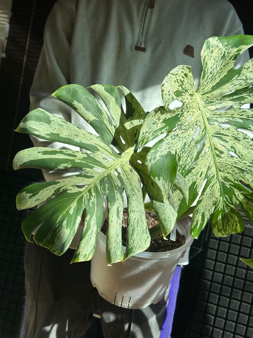 史上最大級 モンステラ　バルバソウル　Monstera Bulbasaur