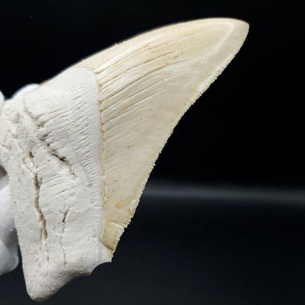 美品 メガロドン 歯 化石 レプリカ 119.96mm  mgr23