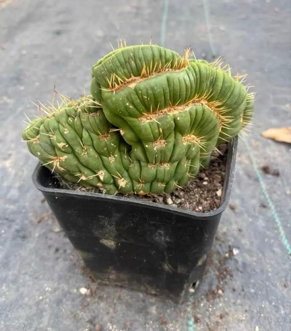 ユーリキニア カスタネア スピラリス 綴化 新種 人気サボテン 全部一点物