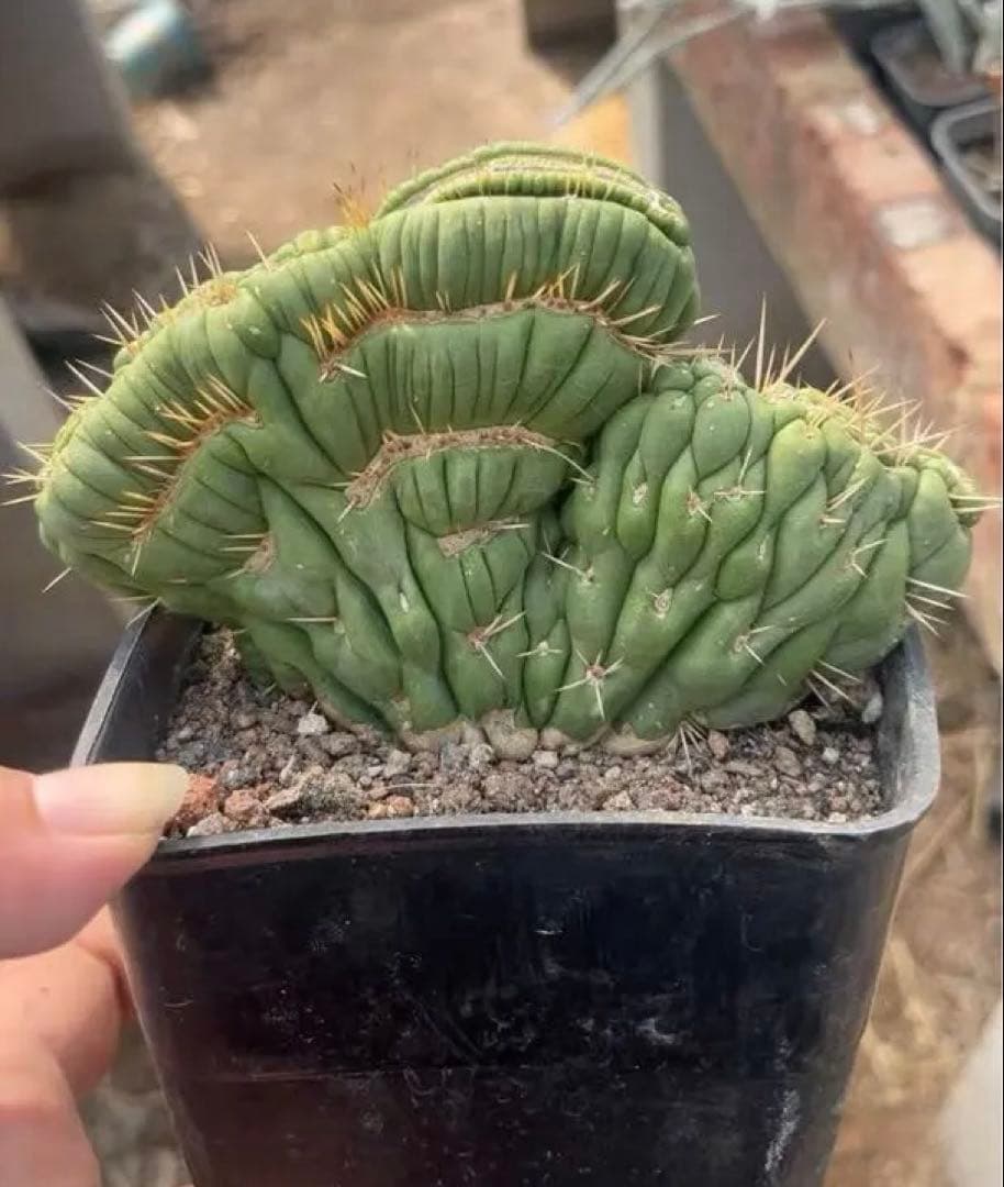 ユーリキニア カスタネア スピラリス 綴化 新種 人気サボテン 全部一点物