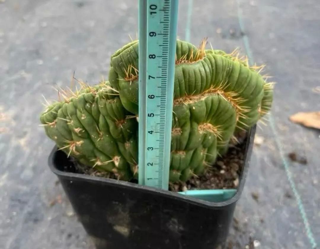 ユーリキニア カスタネア スピラリス 綴化 新種 人気サボテン 全部一点物