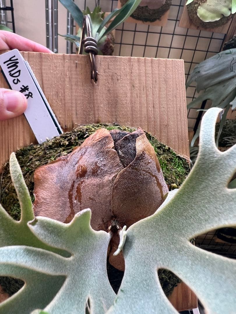 P.willinckii Totoro spore YMDs ビカクシダ⑧