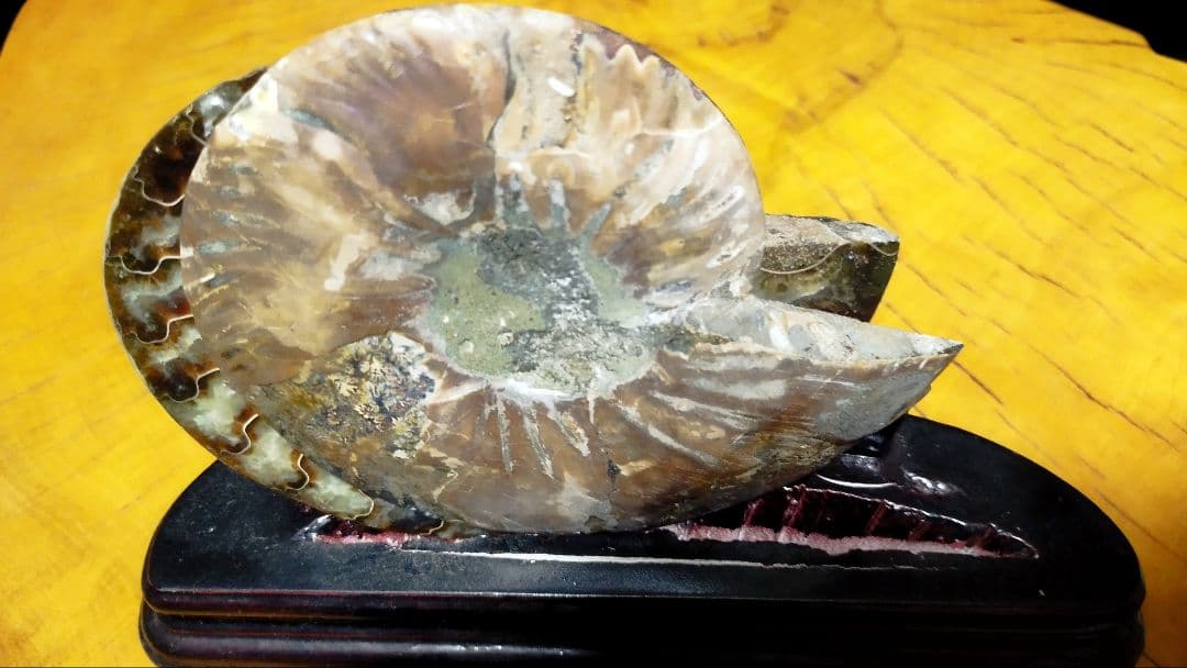 アンモナイト化石置物 ハーフカット台座付