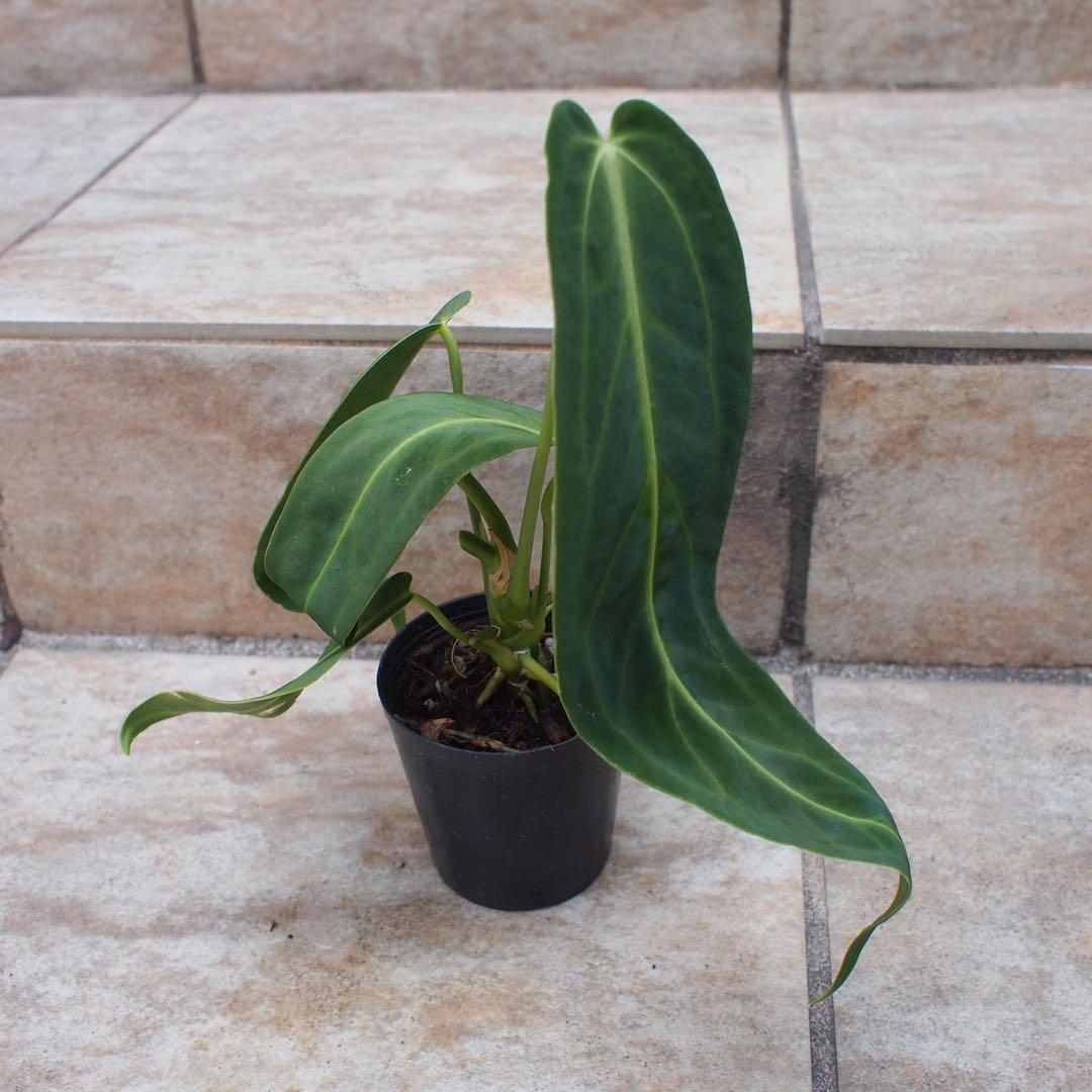 アンスリウム　ワロクアーナム　No.005　鉢、送料込　メルカリ便