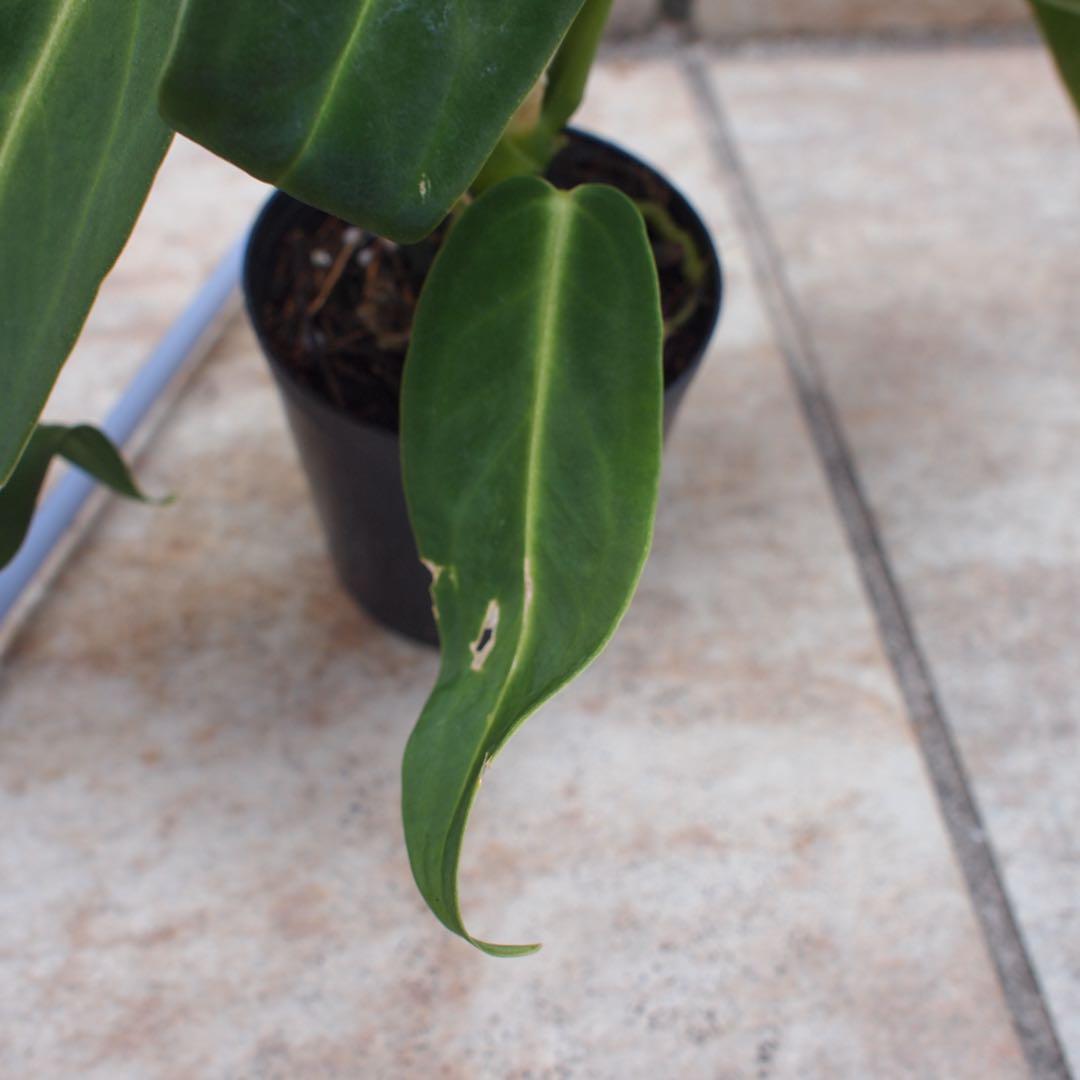 アンスリウム　ワロクアーナム　No.005　鉢、送料込　メルカリ便