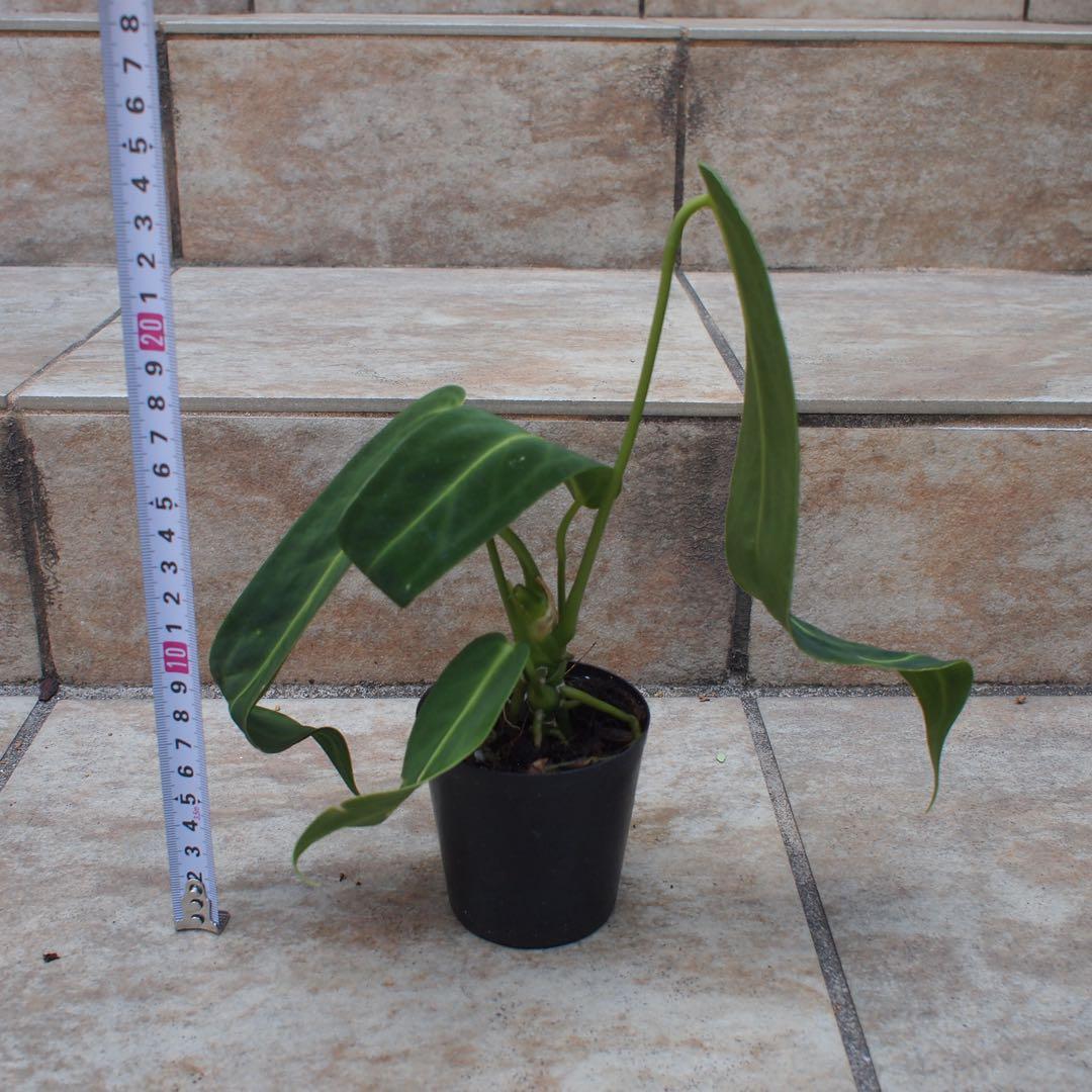 アンスリウム　ワロクアーナム　No.005　鉢、送料込　メルカリ便