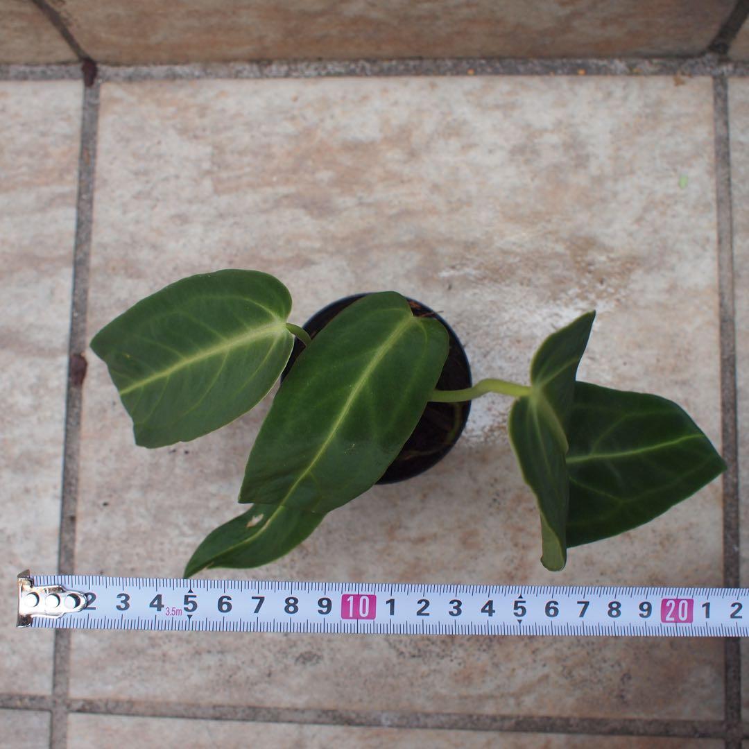 アンスリウム　ワロクアーナム　No.005　鉢、送料込　メルカリ便