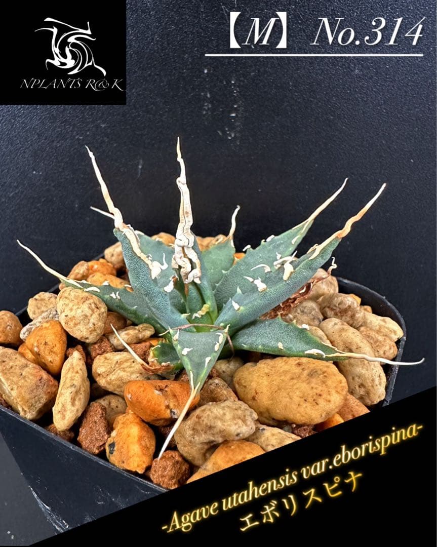 J*D様 【アガベ ユタエンシス エボリスピナ 陽炎 No.314】