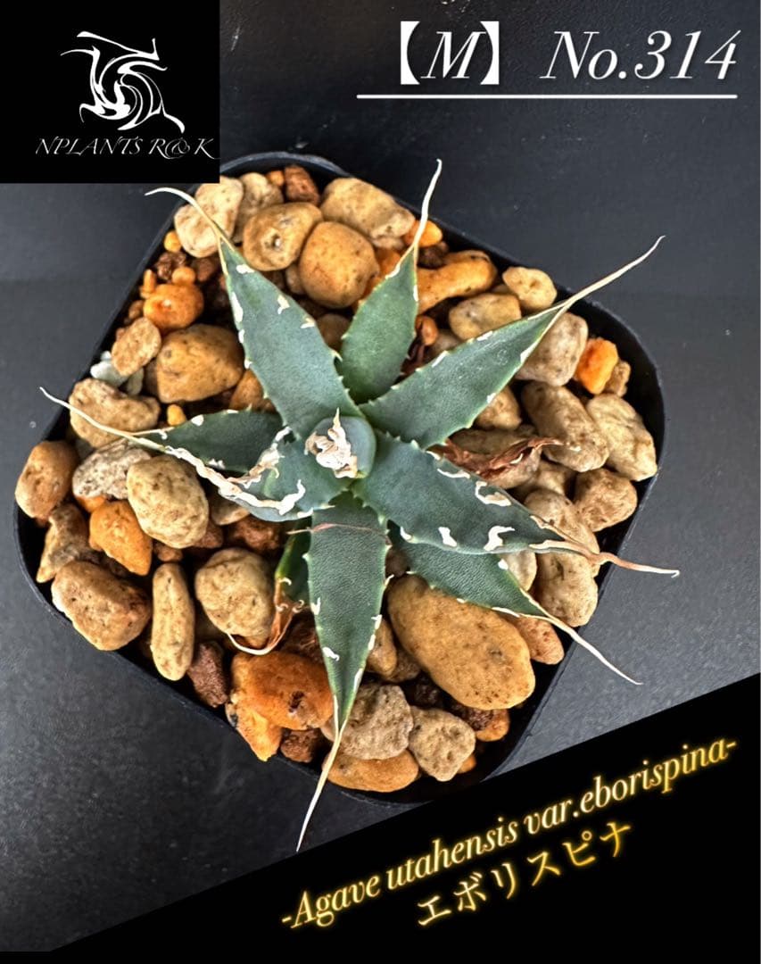 J*D様 【アガベ ユタエンシス エボリスピナ 陽炎 No.314】