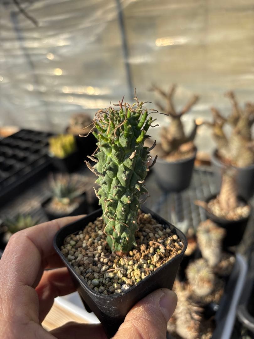 ユーフォルビア　闘牛角　スコエンランディ