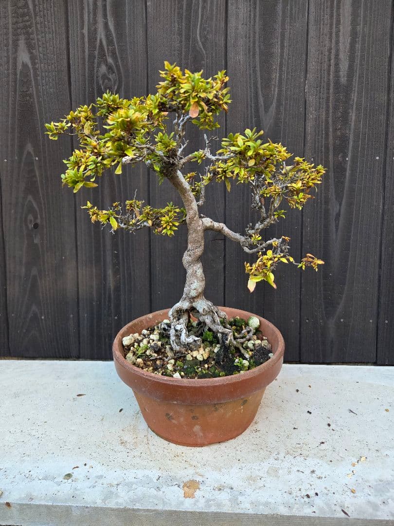 皐月盆栽「千代の光」