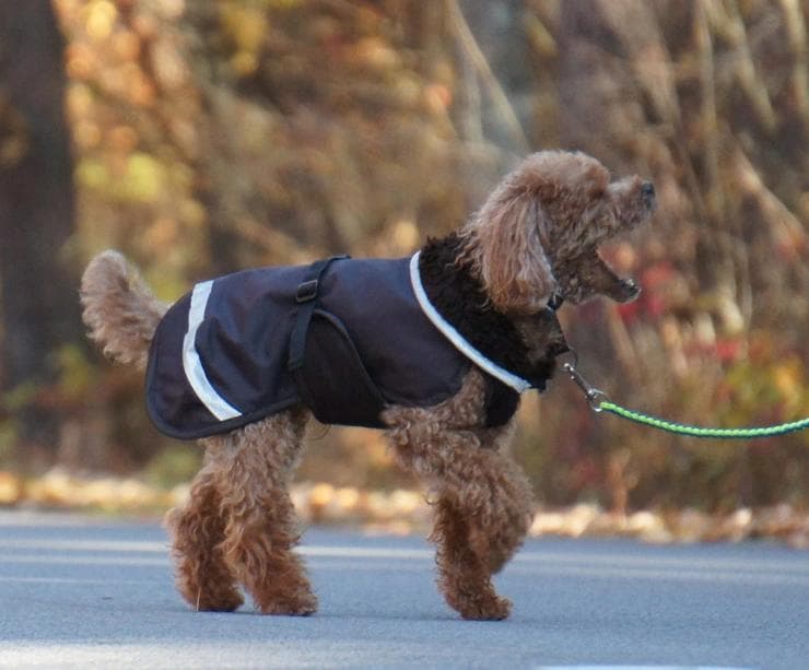 ポムッパ　ペルス　ペトロール　サイズ65