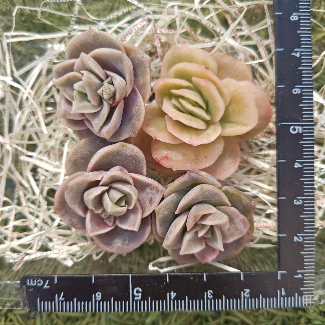 さとぴです♪ラブリーローズ10カット×6セット　速達発送