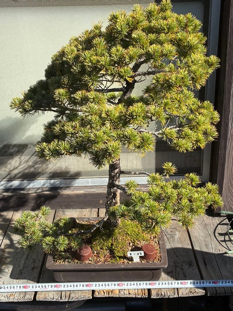 ★盆栽★ 赤石五葉松　E-23 樹齢70年以上　★愛媛県より発送★