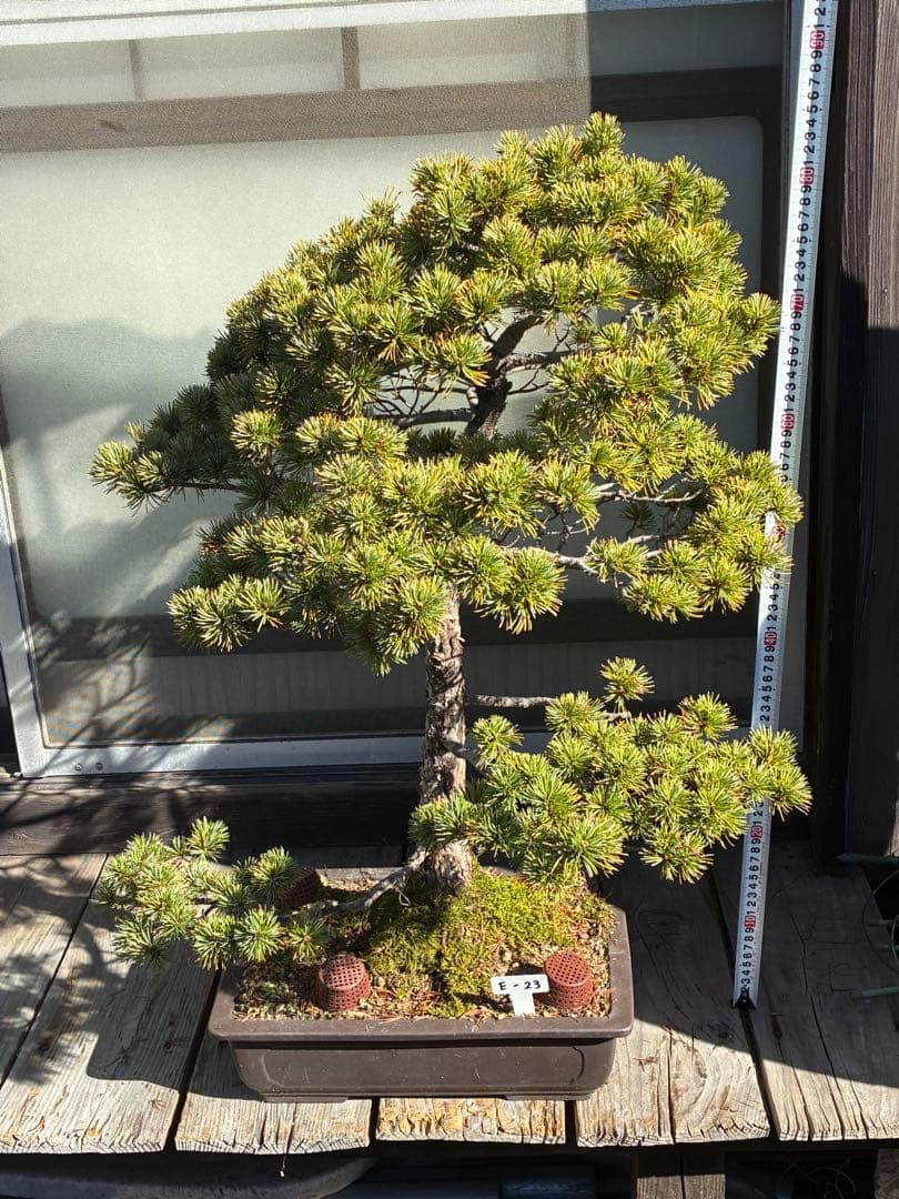 ★盆栽★ 赤石五葉松　E-23 樹齢70年以上　★愛媛県より発送★