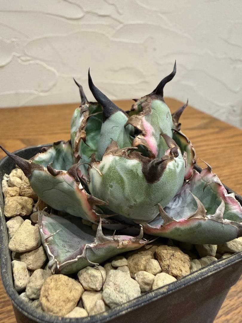 ブルーダイヤモンド　BB【ピンク斑入り】【ボール型】【台湾ナーセリー】