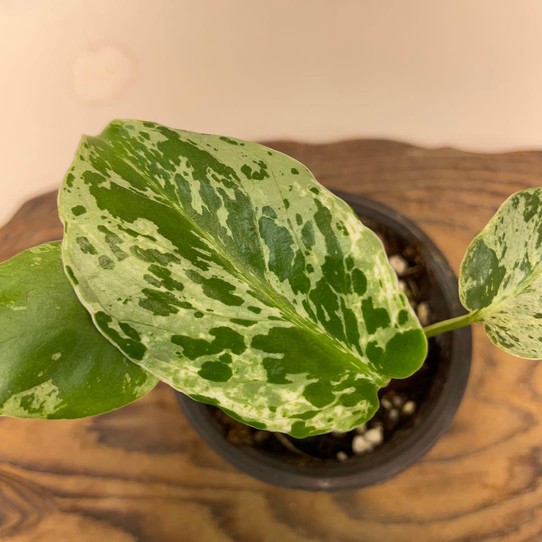 a 20品種保証！斑入り保証！Bulbasaurモンステラ バルバソーフシギダネ