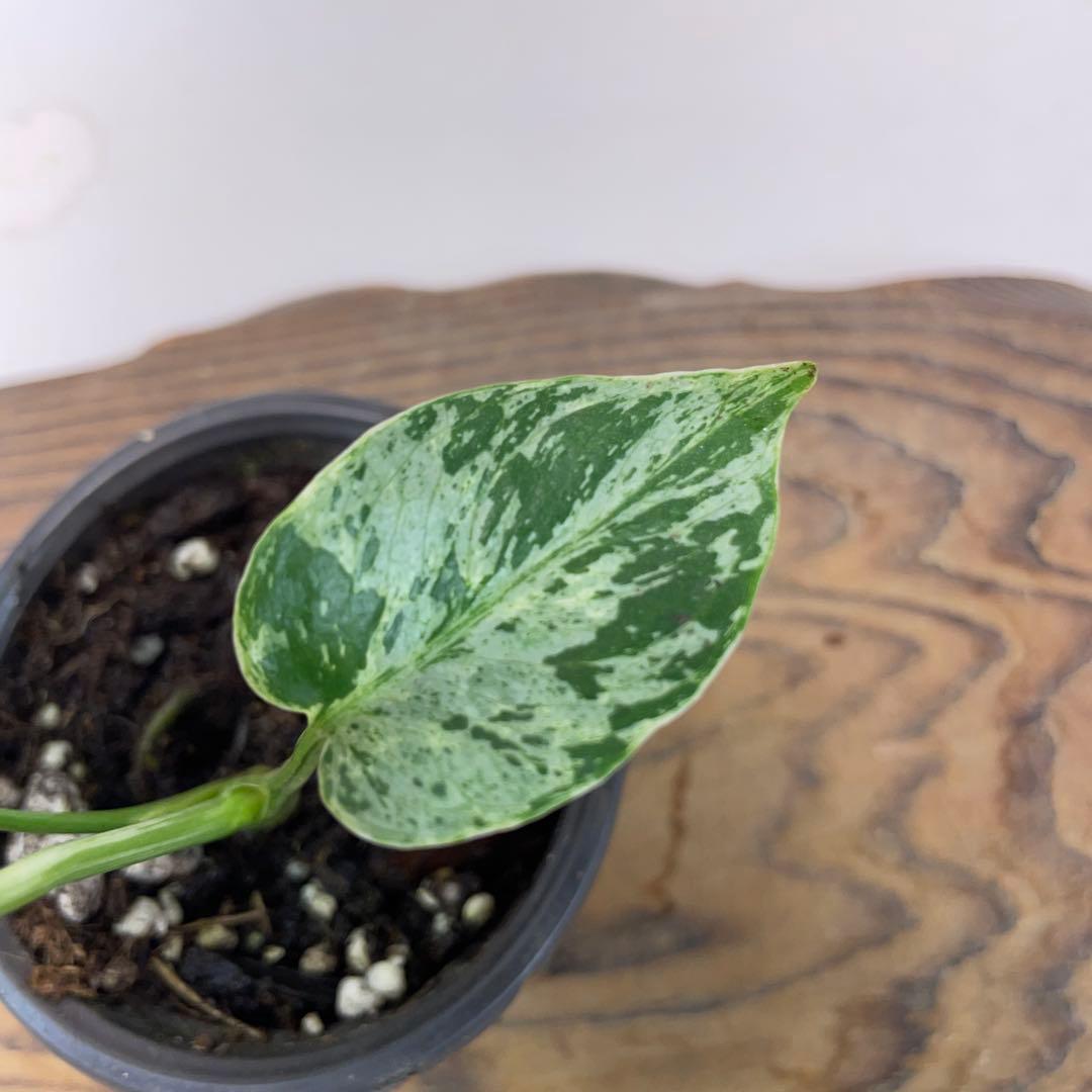 a 20品種保証！斑入り保証！Bulbasaurモンステラ バルバソーフシギダネ