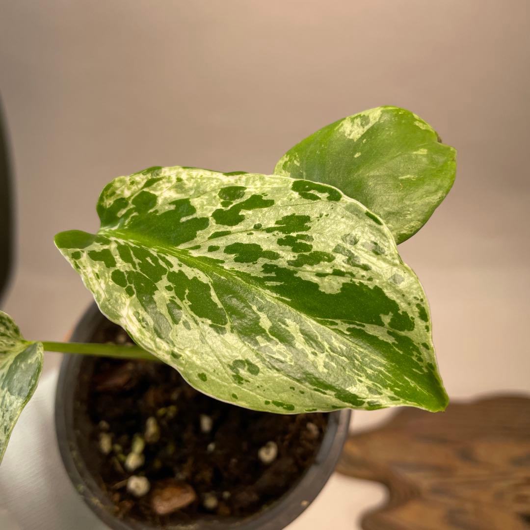 a 20品種保証！斑入り保証！Bulbasaurモンステラ バルバソーフシギダネ