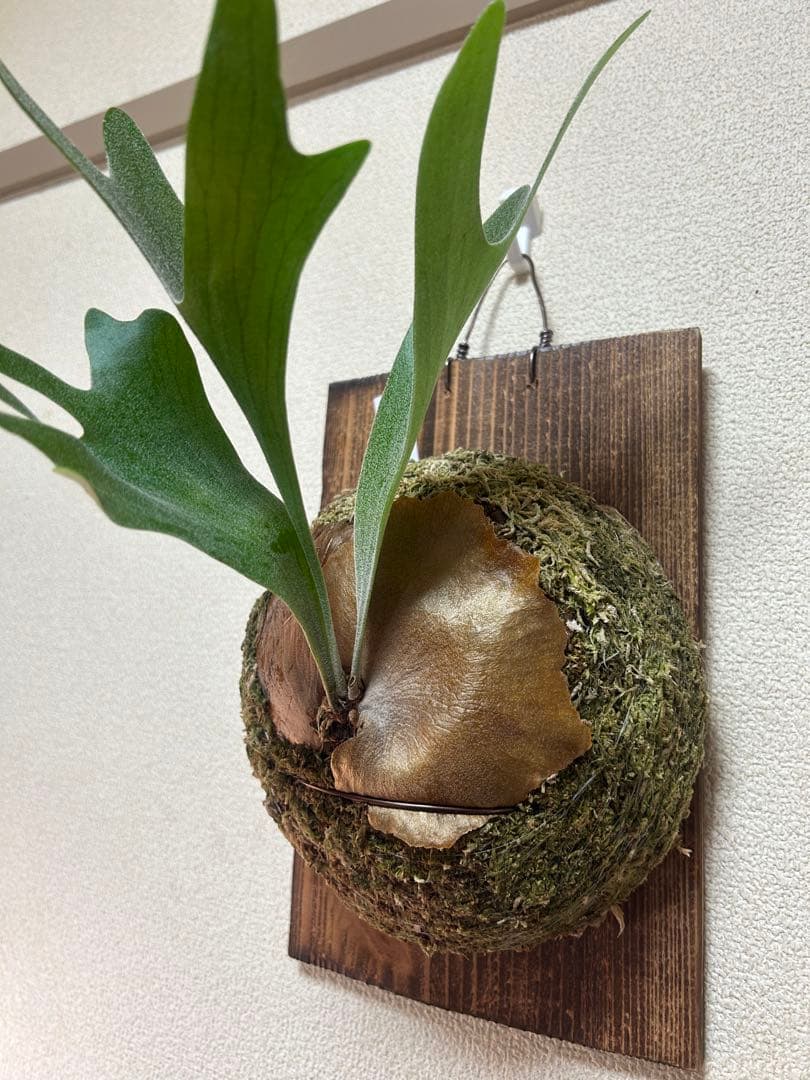 Platycerium alcicorne ビカクシダ 板付