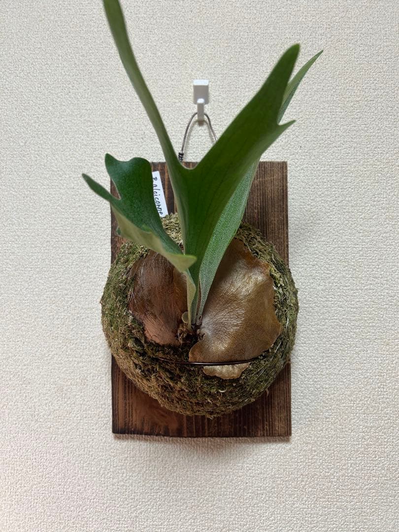 Platycerium alcicorne ビカクシダ 板付