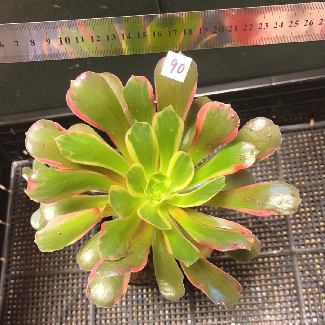 90#多肉植物アエオニウム錦❤️ 赤霞が飛ぶ ❤️1大頭4小頭17cm拔き苗