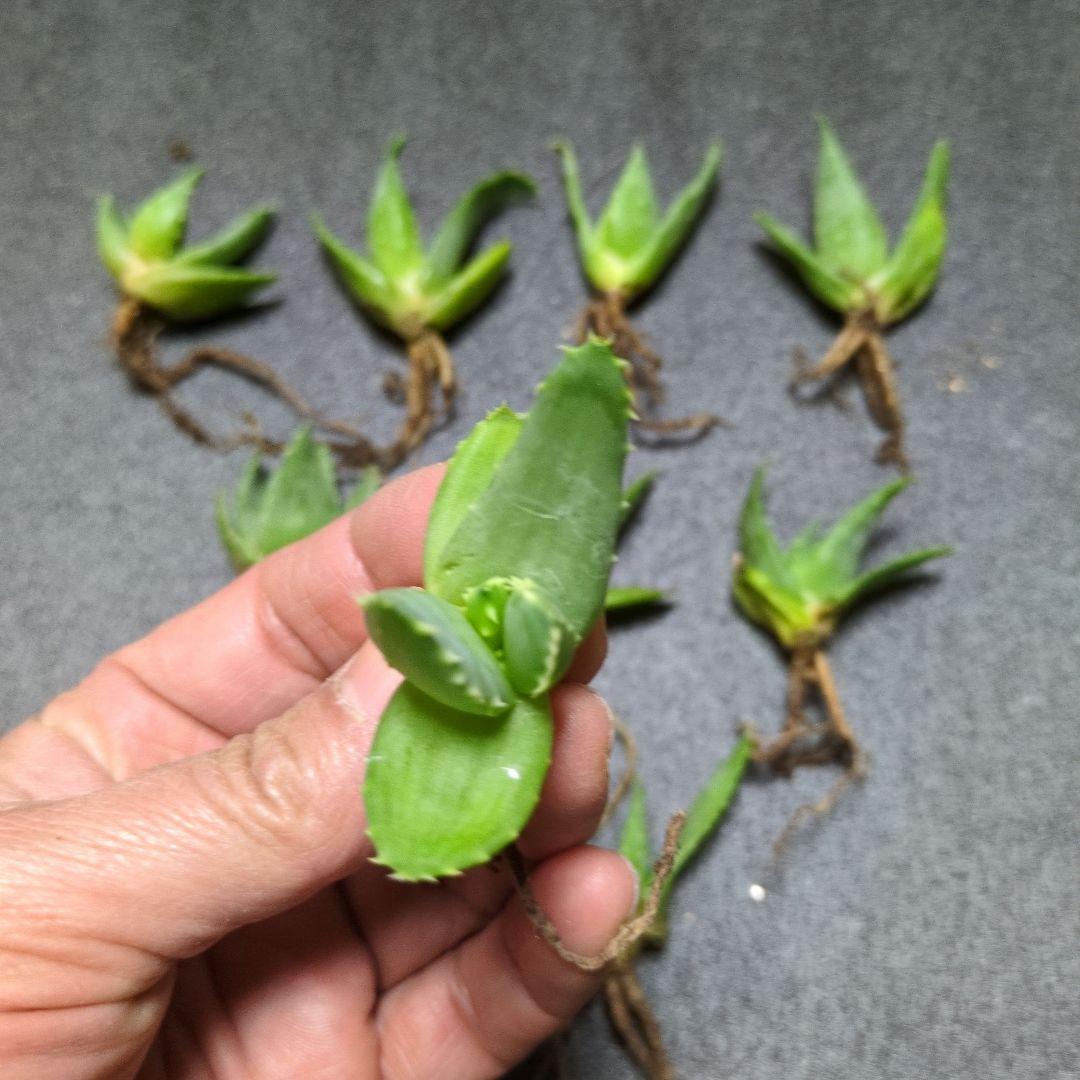 アロエ ピランシー　10株セット　国内実生　アガベ　サボテン　多肉植物