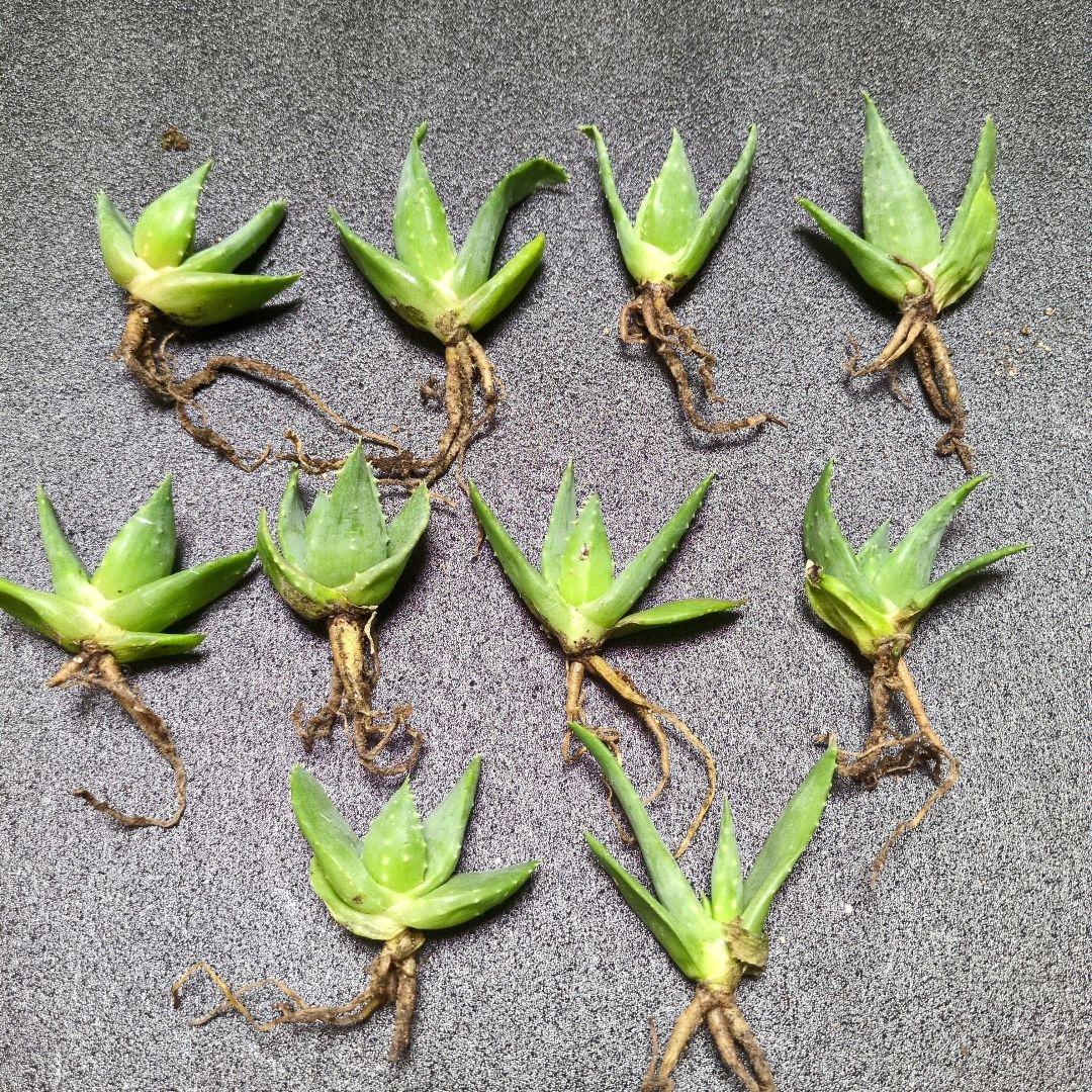 アロエ ピランシー　10株セット　国内実生　アガベ　サボテン　多肉植物