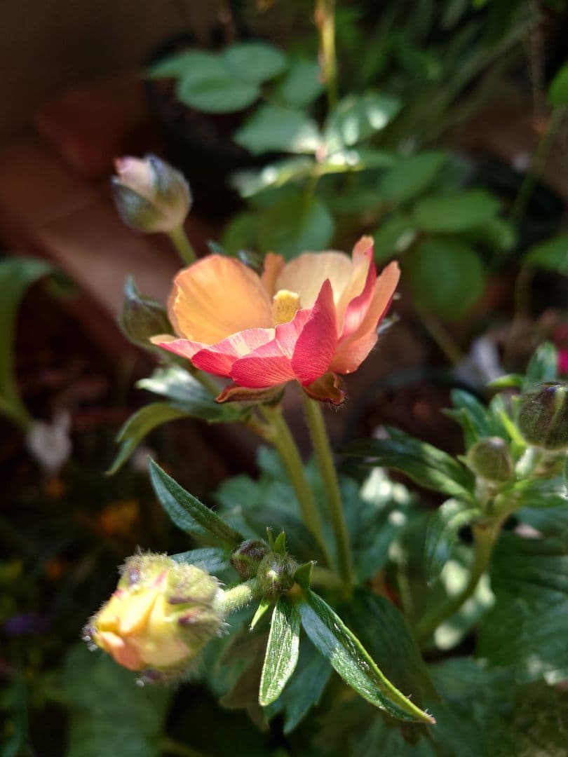 確認用。ラックス　メリッサ