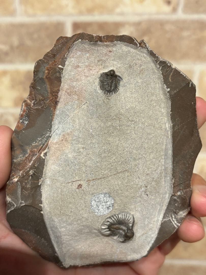 アカンソピゲ　2体　化石　三葉虫