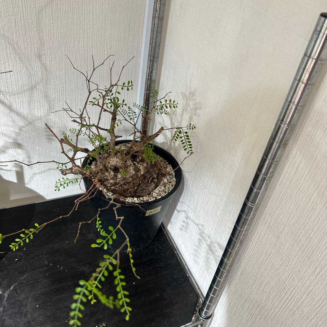 塊根植物 パキプス