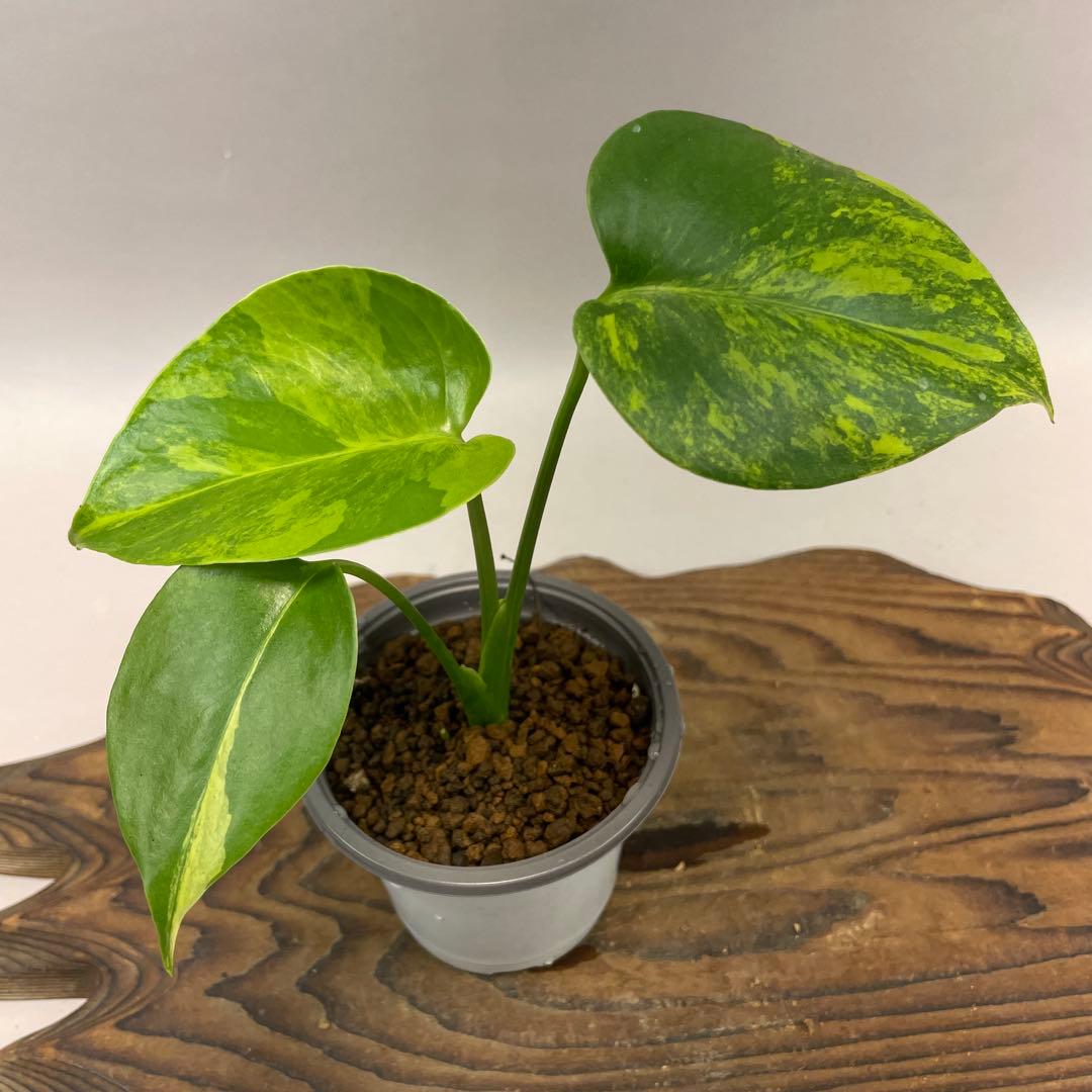 コ*当様 モンステラデリシオーサ イエローマリリン lsw525