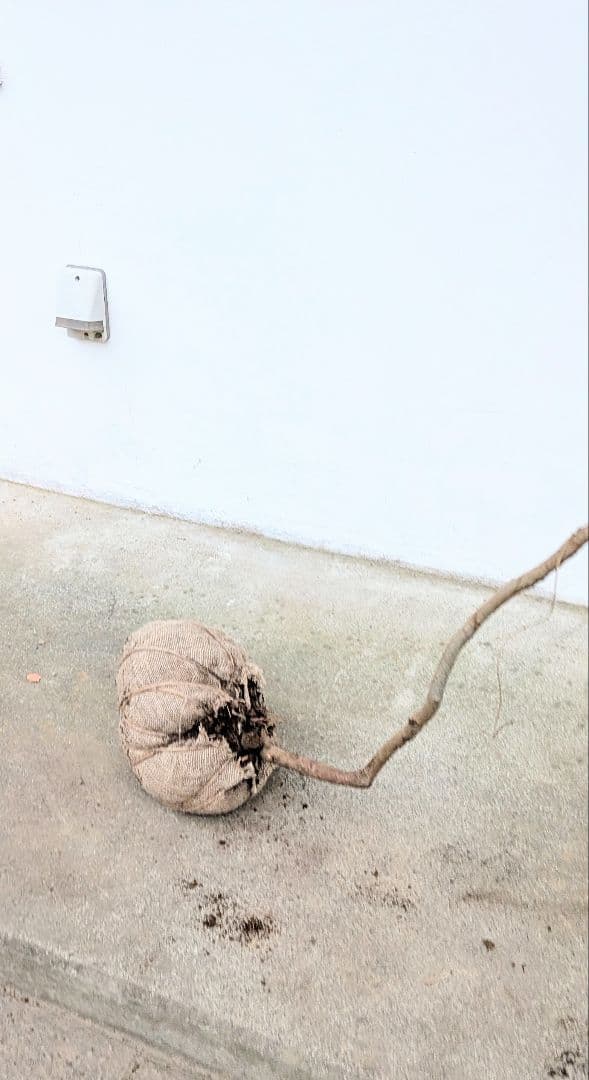 山採りヤマコウバシ。