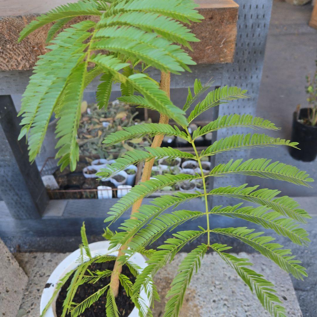 ②　エバーフレッシュ曲がり仕立て　7号特大苗木最高等級極上品‼️