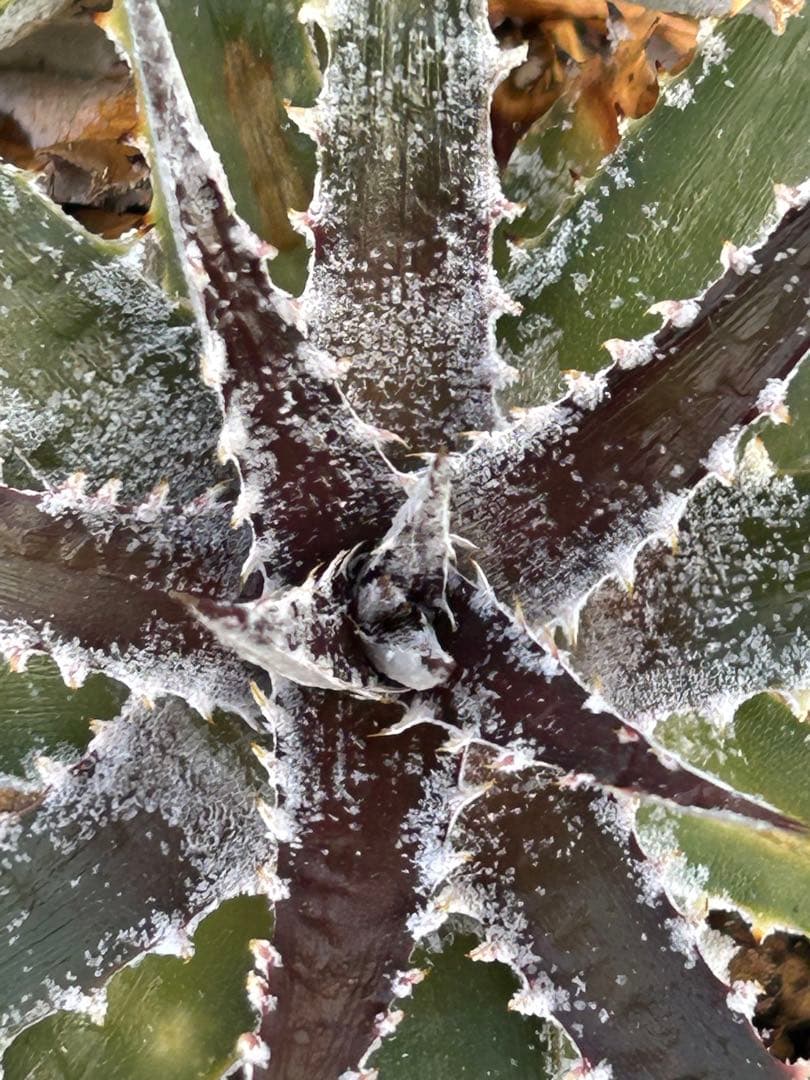 DBディッキア Dyckia Bill Baker hyb #109 ⑴