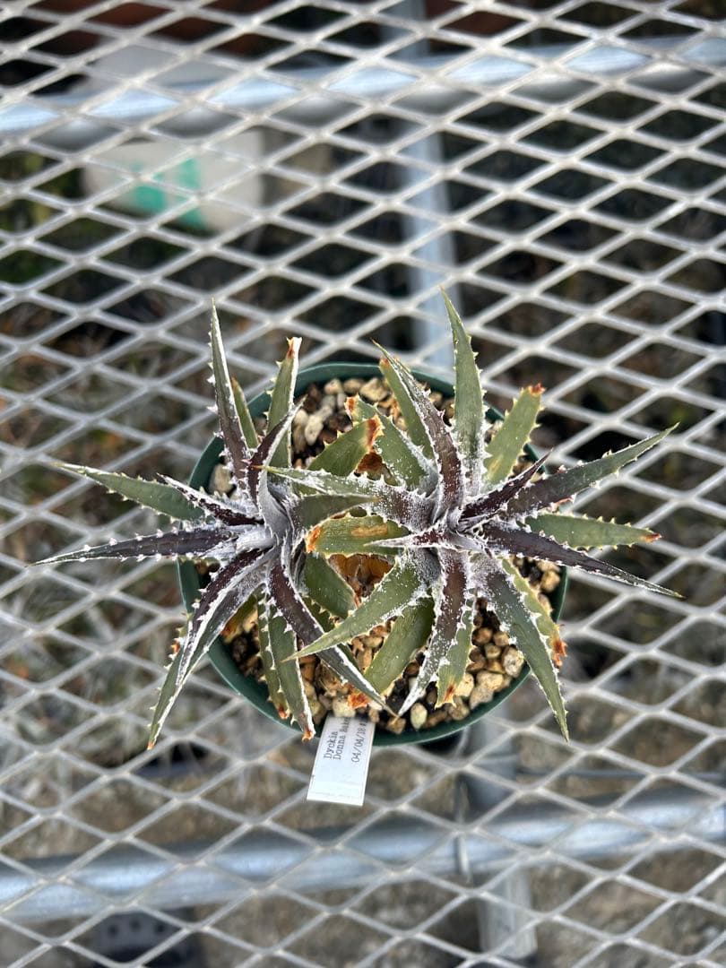 DBディッキア Dyckia Bill Baker hyb #109 ⑴