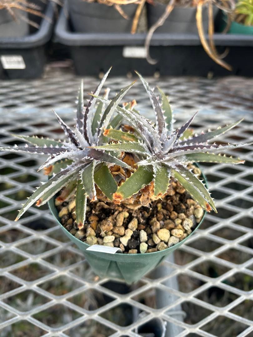 DBディッキア Dyckia Bill Baker hyb #109 ⑴