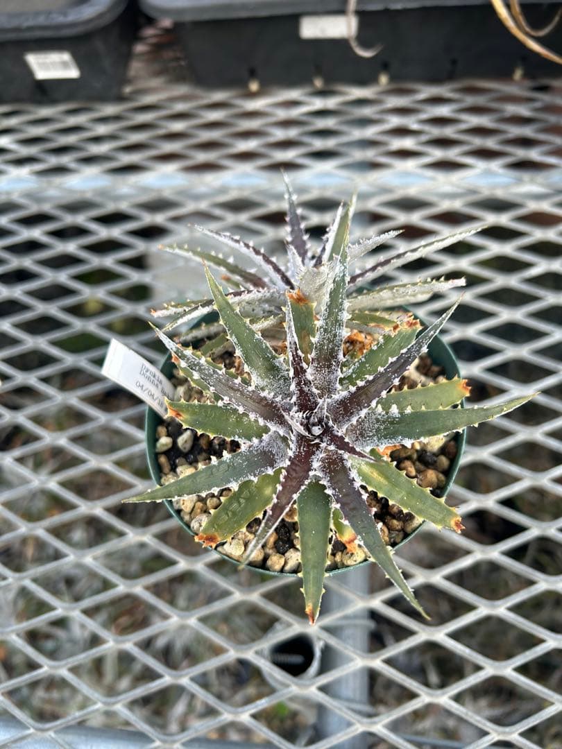 DBディッキア Dyckia Bill Baker hyb #109 ⑴