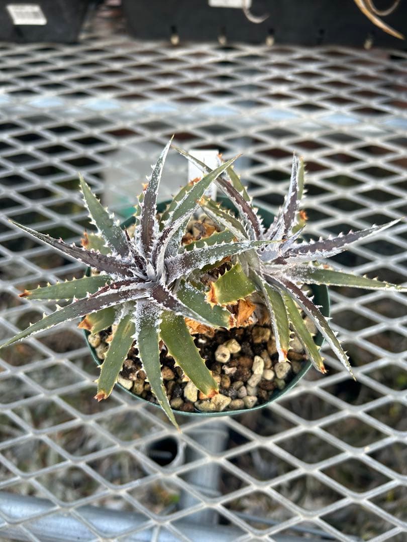 DBディッキア Dyckia Bill Baker hyb #109 ⑴