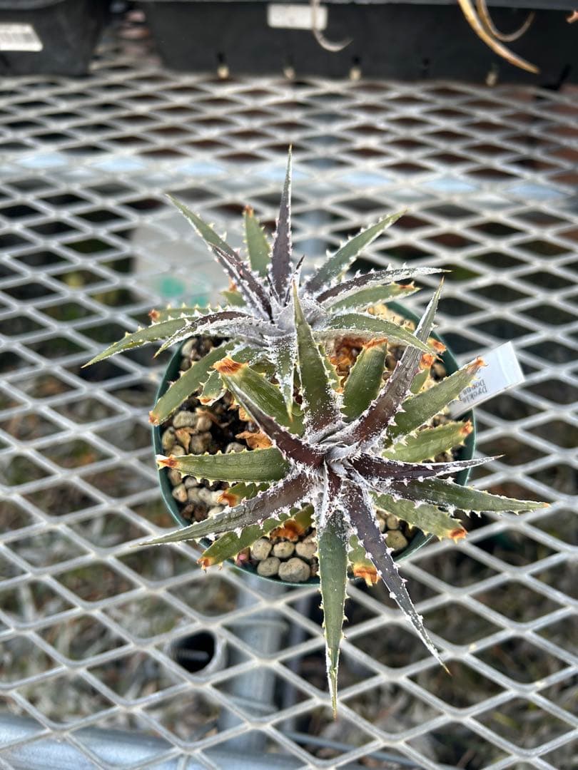 DBディッキア Dyckia Bill Baker hyb #109 ⑴