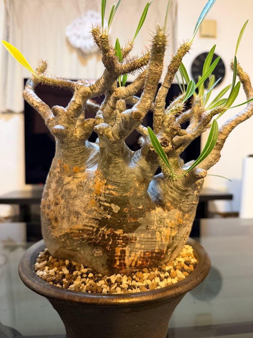 パキポディウムグラキリス　現地球　塊根植物 陶器鉢付き