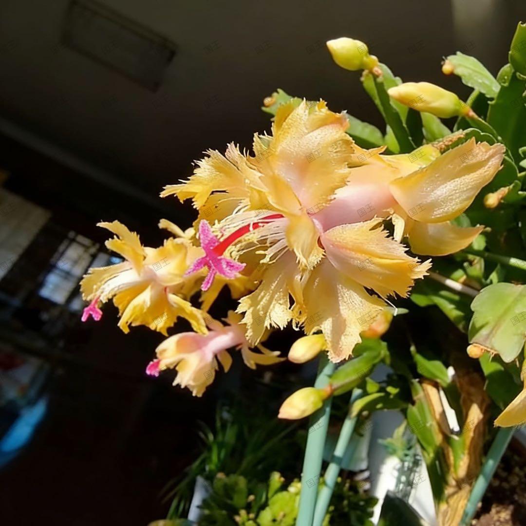 多肉植物　シャコバサボテン　イエローフェザー(モクキリン接ぎ木苗) 1株限定