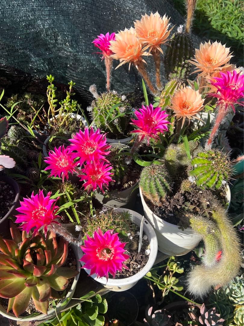 多肉植物。 專用図