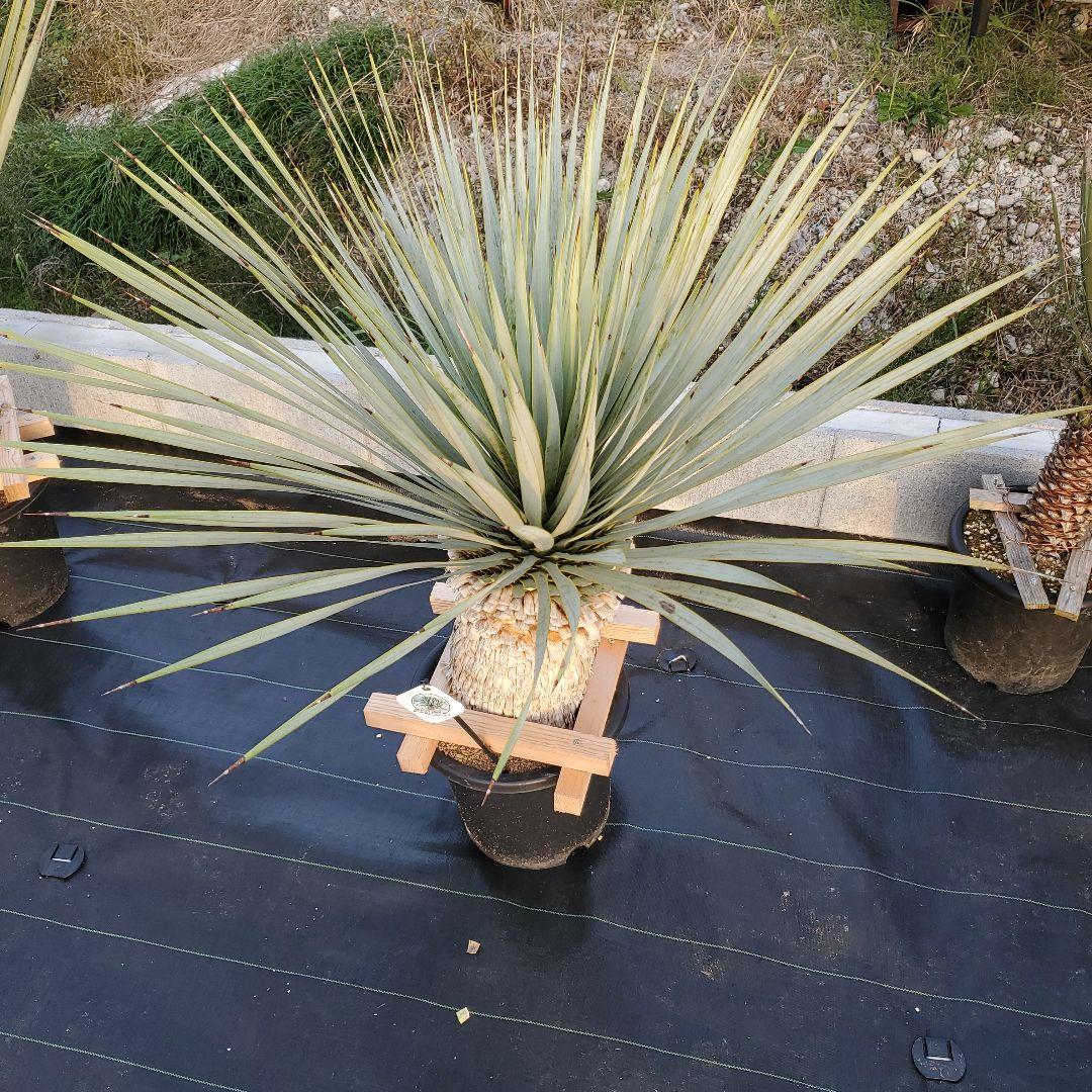 ユッカ　マルデヌベス　verロスト⑥